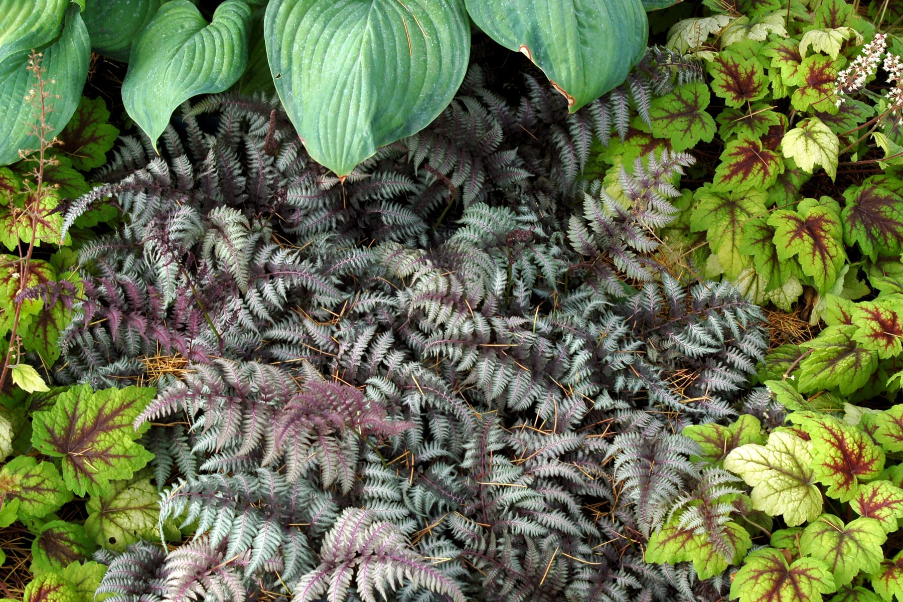 Stauden Gänge 3 x Athyrium niponicum 'Burgundy Lace' im 1 Liter Topf (Farn/Winterhart/Mehrjährig/Staude/Stauden) Japanischer Regenbogenfarn - Farbenspiel aus Burgunderrot und Silber