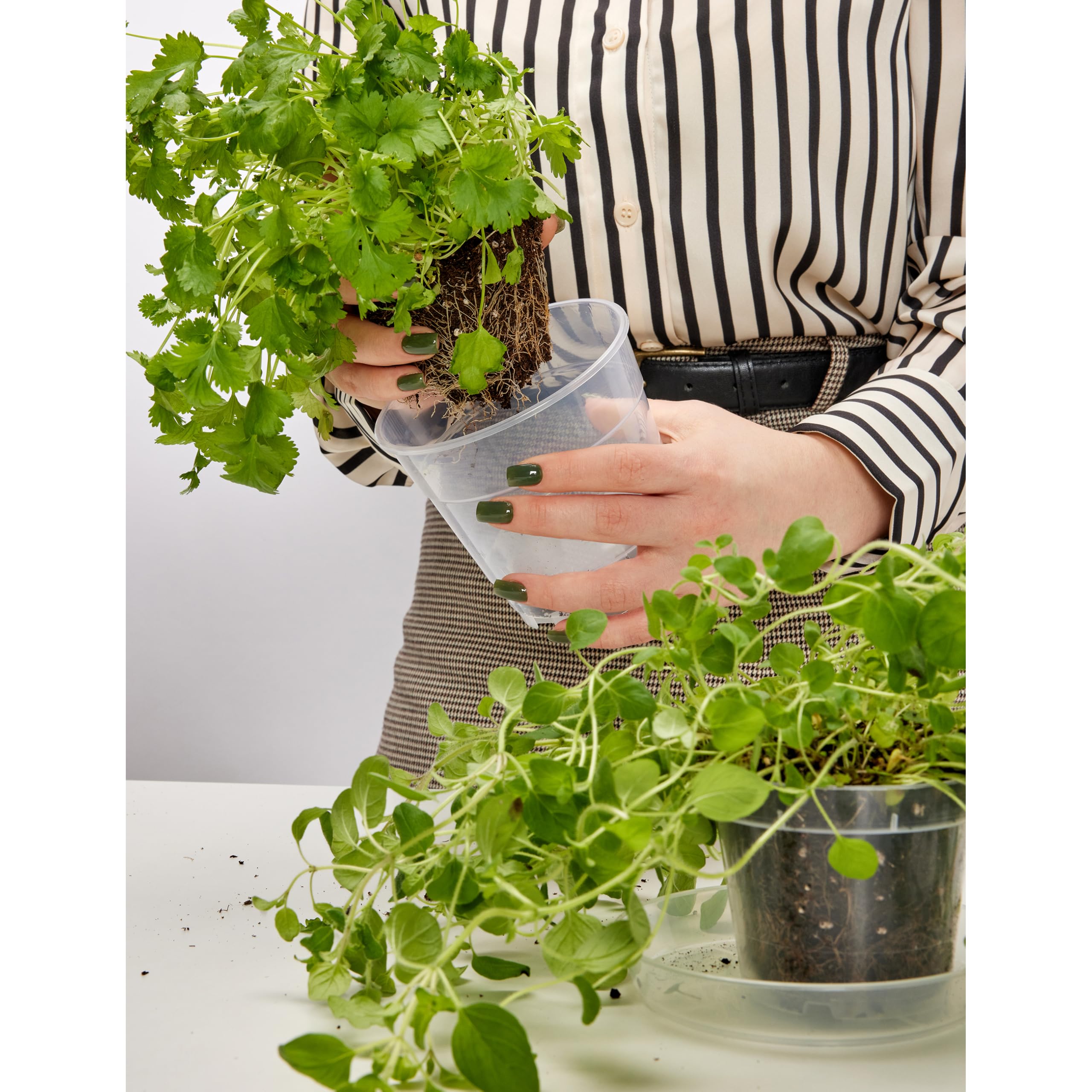 Olasfa 24 stuks transparante plantenpotten met