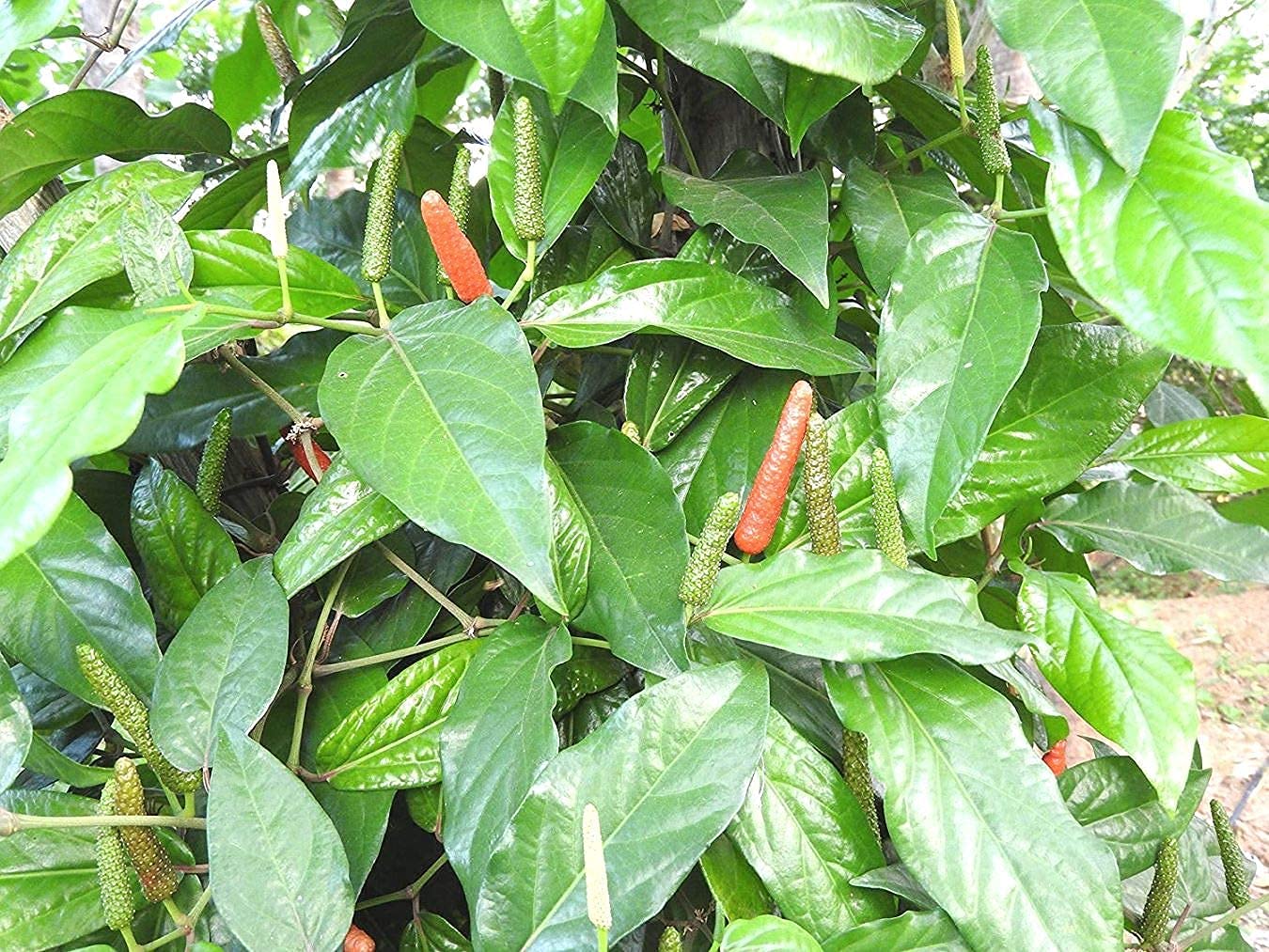 ADITYA GREEN PLANTS AGPLong Pepper Pipli Pimpli Indian long pepper Tippili Tippali Pippallu Kandan Lippili Pipli Pipul Pipari Pippali Magadhi Piper longum living Plant(1 live plant in poly bag) (B09NFNNFKH) Amazon Price History, Amazon Price Tracker