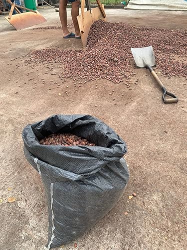 Miniatura 2 de Granos de cacao crudos ecuatorianos orgánicos hechos en Balzar Ecuador (1 onza)