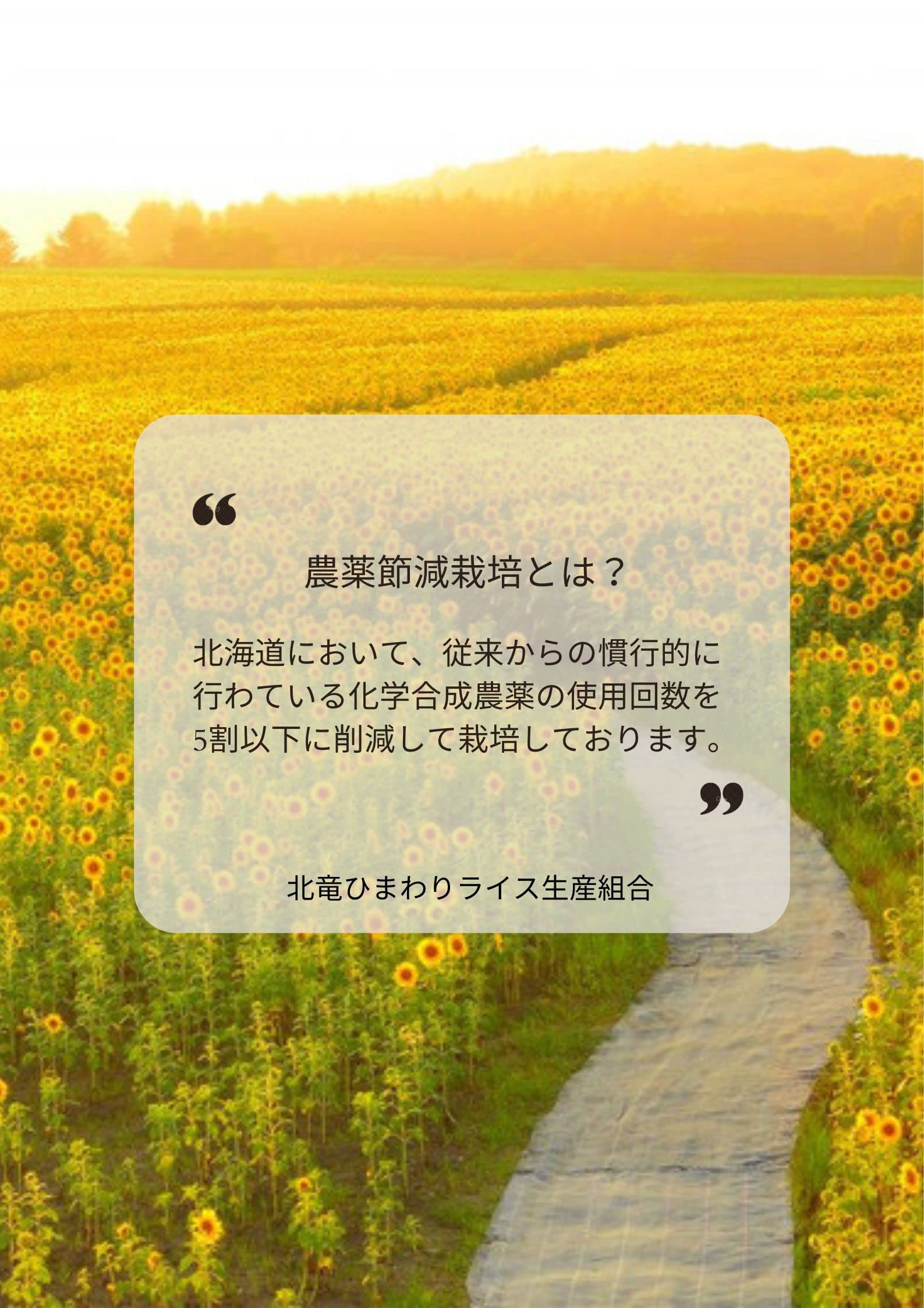 Amazon.co.jp: パールライス 北竜ひまわりライス 北海道産 低農薬米