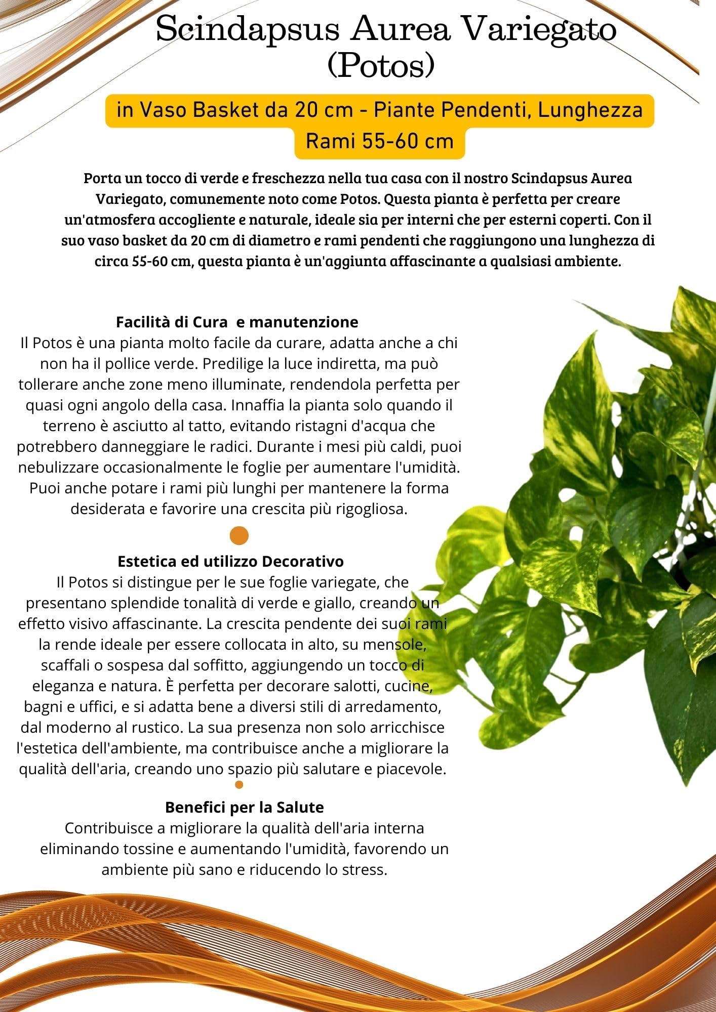 I GIARDINI DI GIULIA - Scindapsus Aurea | Pianta Vera da Interno | Foglie Verdi e Dorate | Facile Cura | Pianta Ornamentale | IN VASO BASKET DIAMETRO 20 CM