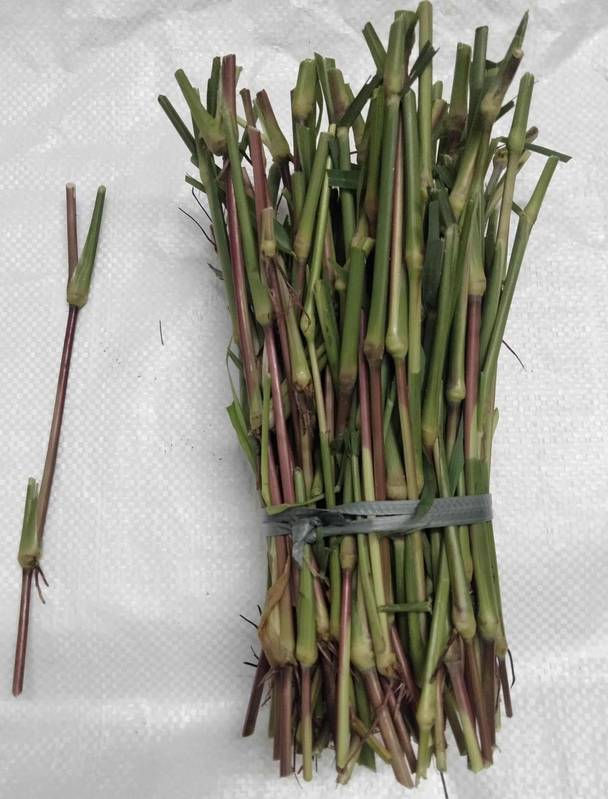 Jinjwa Grass Multi-cut Grass Slips for Livestock (Cow,Goat,Rabbit) Fodder (Pack of 100 Slips - SAMPLE) (B0CM3YV38N) Amazon Price History, Amazon Price Tracker
