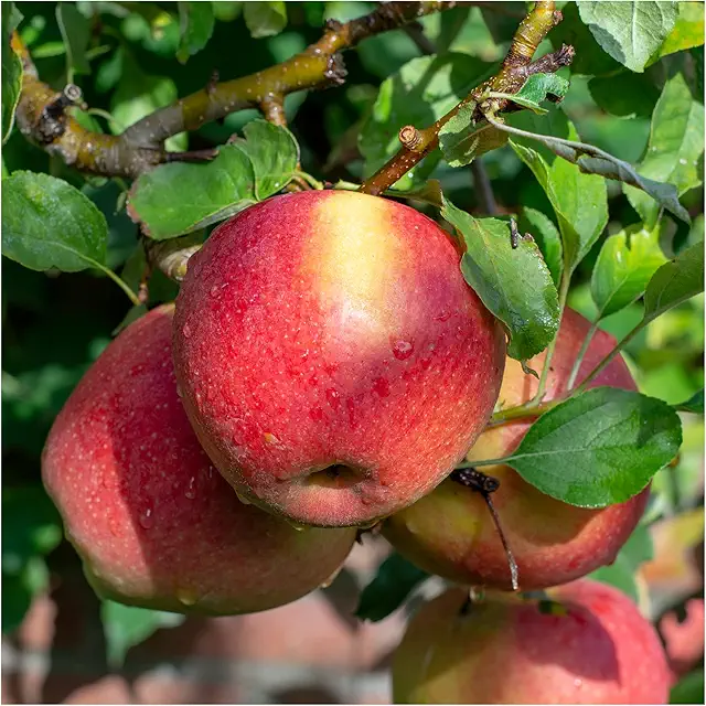Dwarf Braeburn Apple Tree - Self-Fertile, Ready to Fruit, Crisp & Aromatic