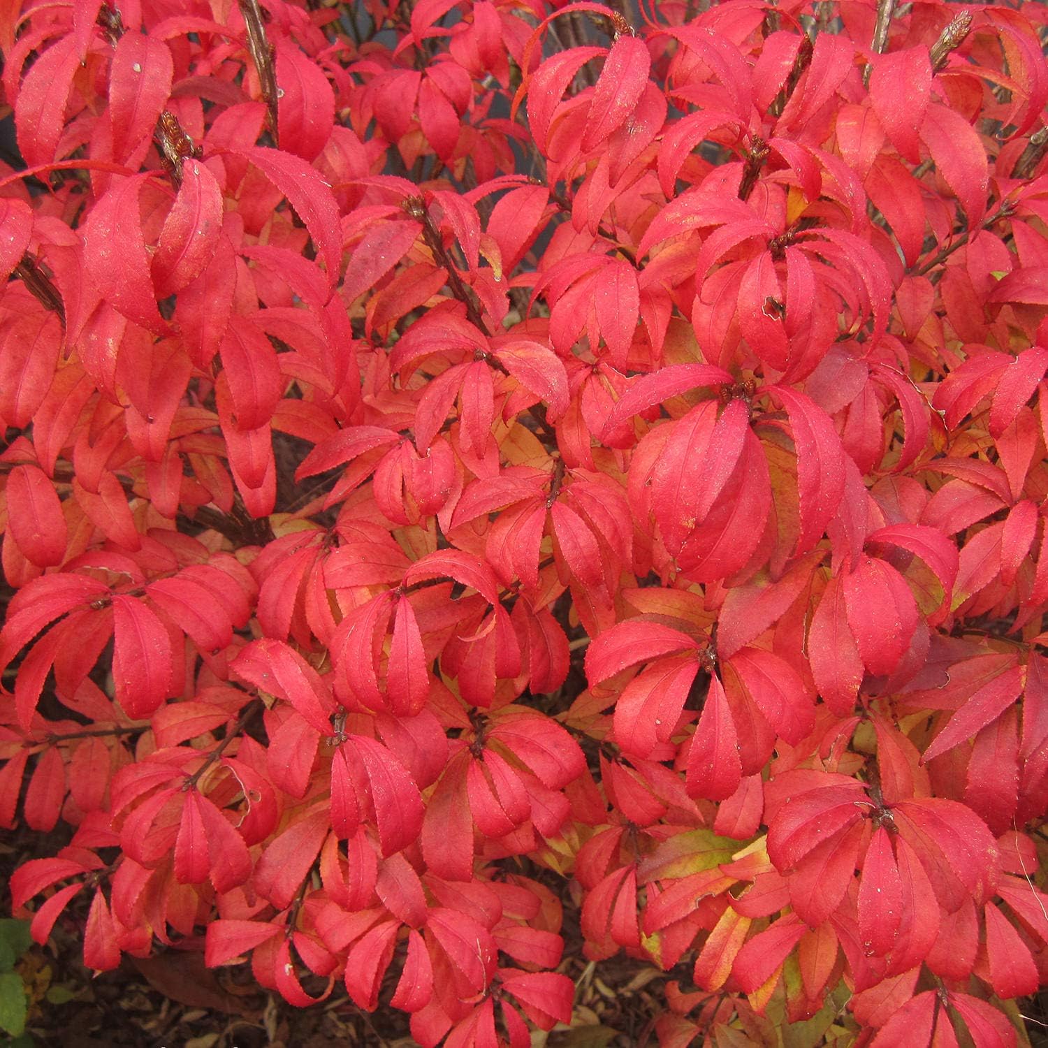 2 Burning Bushes Plants Live 6 to 12 inches Bareroot Euonymus Alatus Burning Bush Shrub