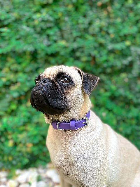 Foto 8 de 8 de Tuff Pupper Collar clásico para Perro Resistente