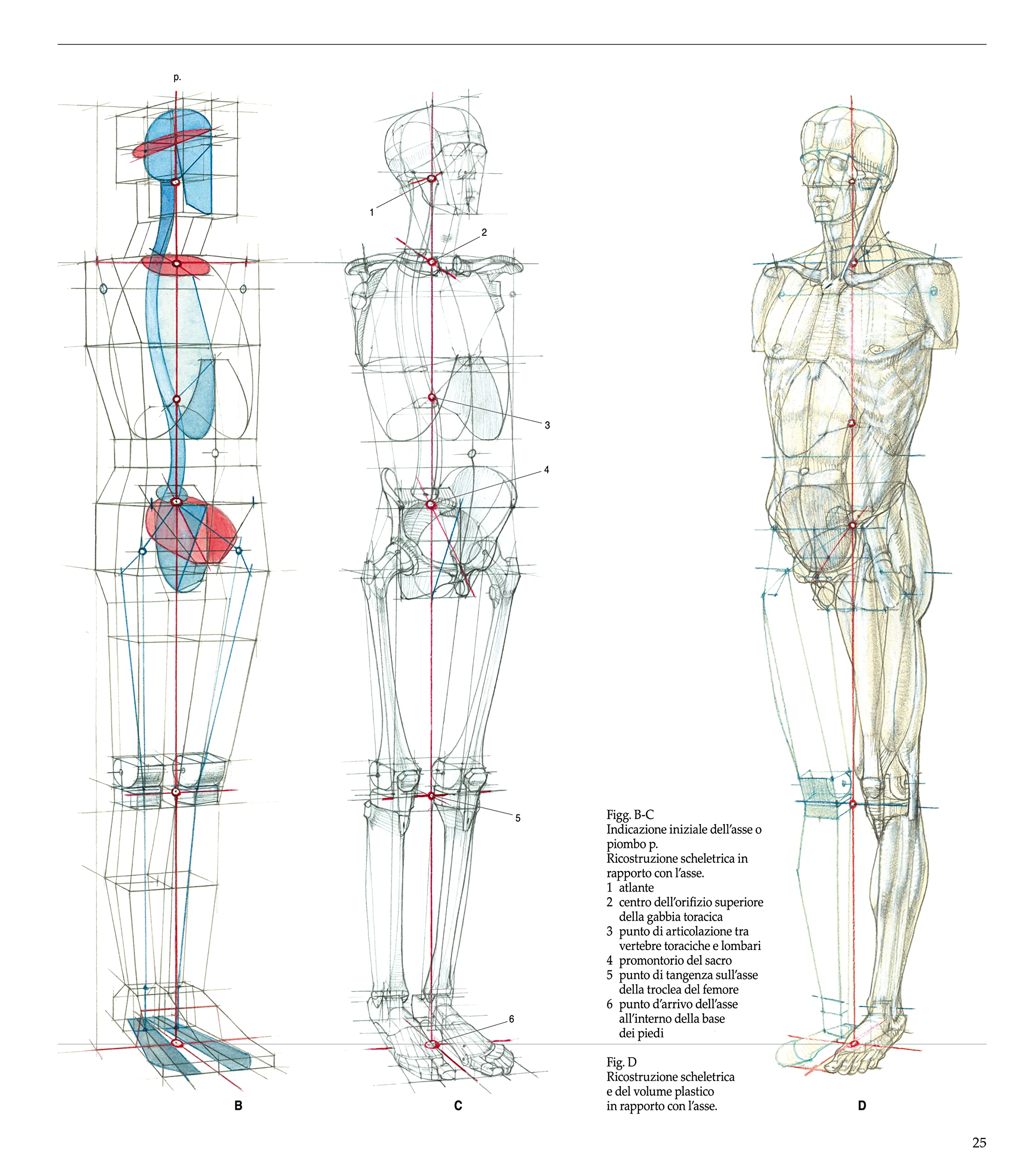 Struttura uomo. Manuale di anatomia artistica