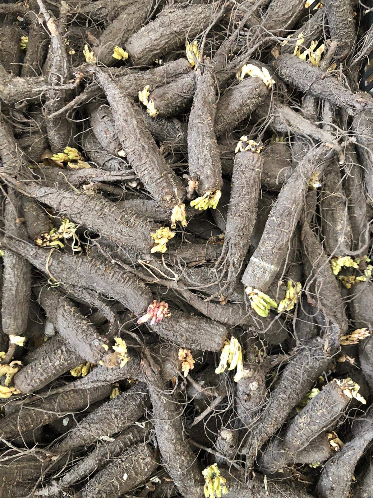 10 X Mirabilis Jalapa Mix - Bella Di Notte Misti - Bulbi Di Alta Qualità (10)