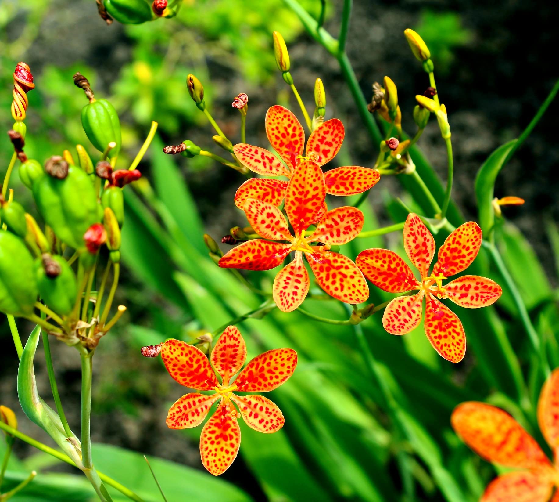 果物 LEO.LILY Amazon.com : 15 Leopard Lily Seeds for Planting - Belamcanda