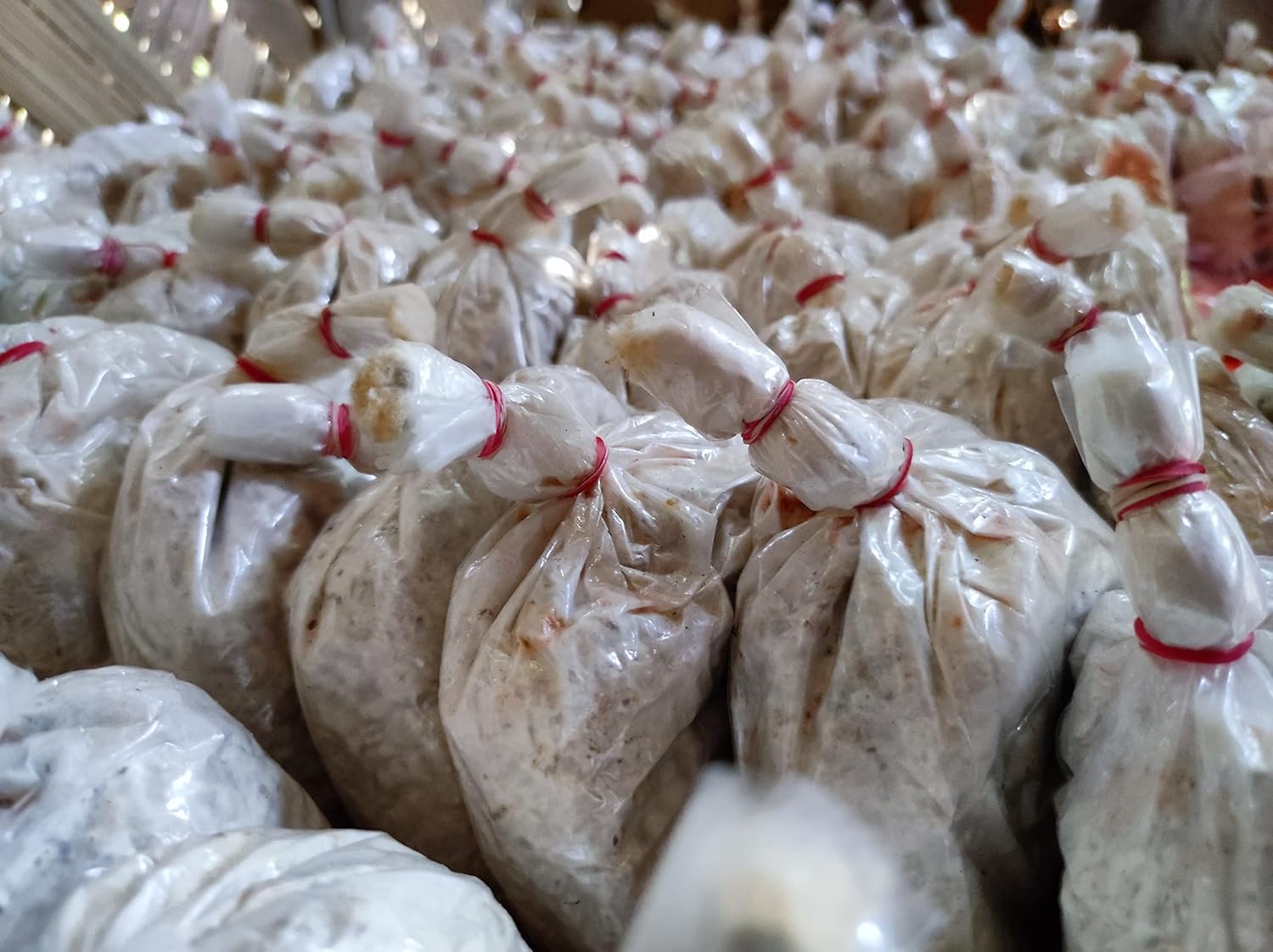 Anandwala White Oyster Mushroom Spawn Pleurotus florida, (Pack of 1