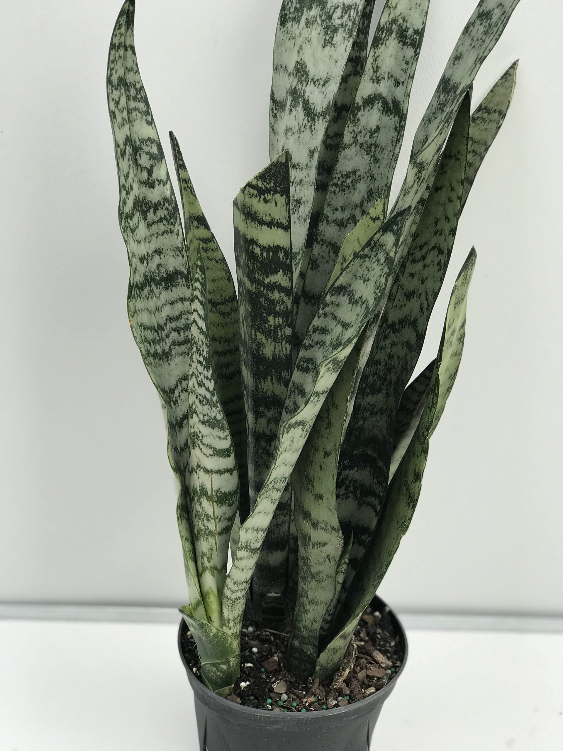 1 Live Snake Plant Snake Air Purifier Sanseveria Plant (Big Size Plant Height 1-2 FT) Without Pot (B0C9737GV2) Amazon Price History, Amazon Price Tracker