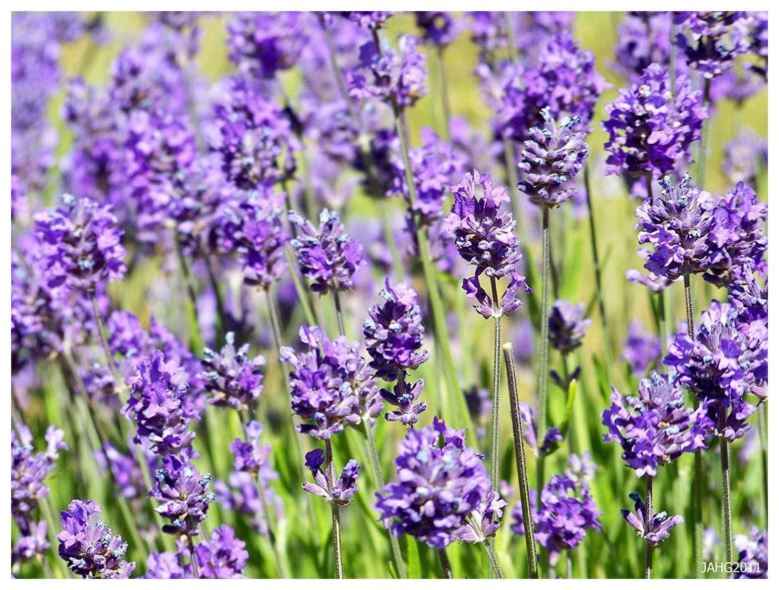 Stauden Gänge 50 x Lavandula angustifolia 'Hidcote Blue' Echter Lavendel | Blaue Staude für Sonne, Blüte Juli bis August, mehrjährig, 9x9 cm Topf