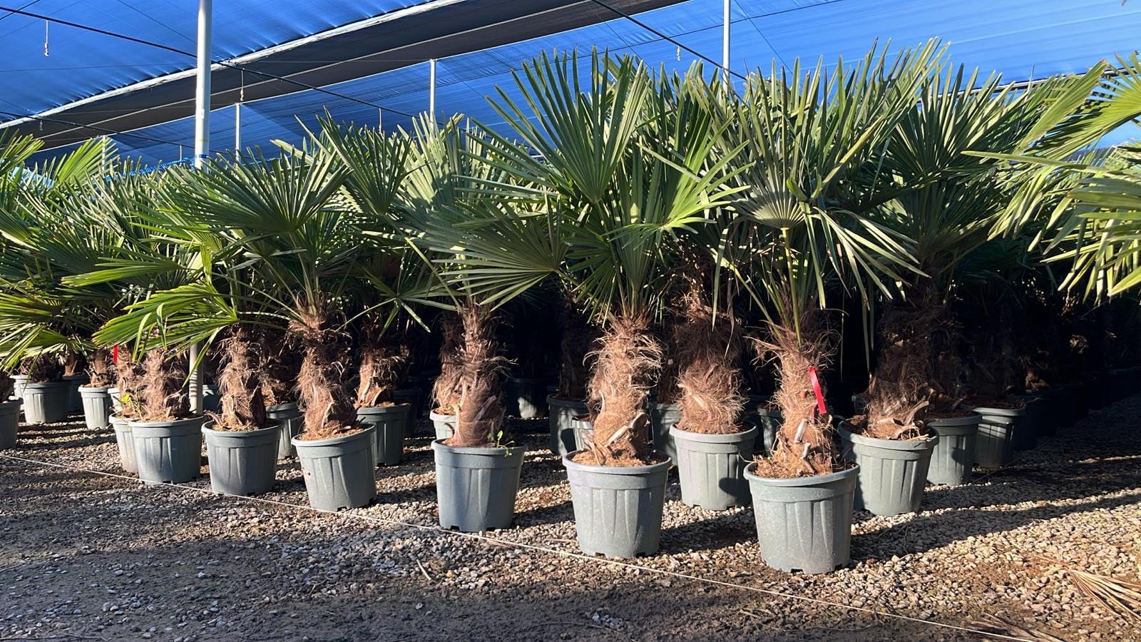 Trachycarpus Fortunei Palmier chinois éventail 140-160 cm pot Ø 33 cm résistant -18 °C