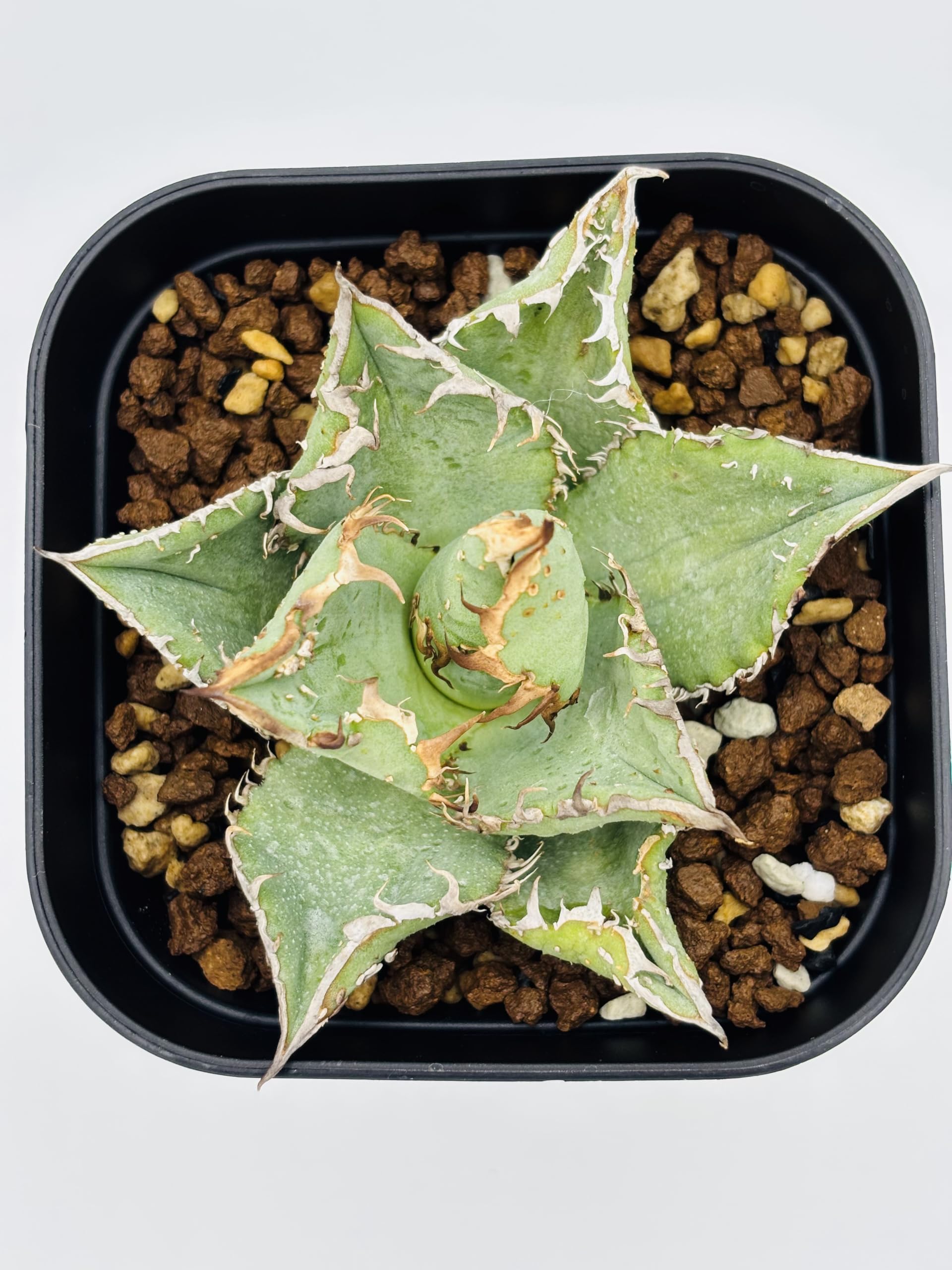 Amazon｜アガベ チタノタ 金蟾(キンセン)/Agave titanota 'Kinsen