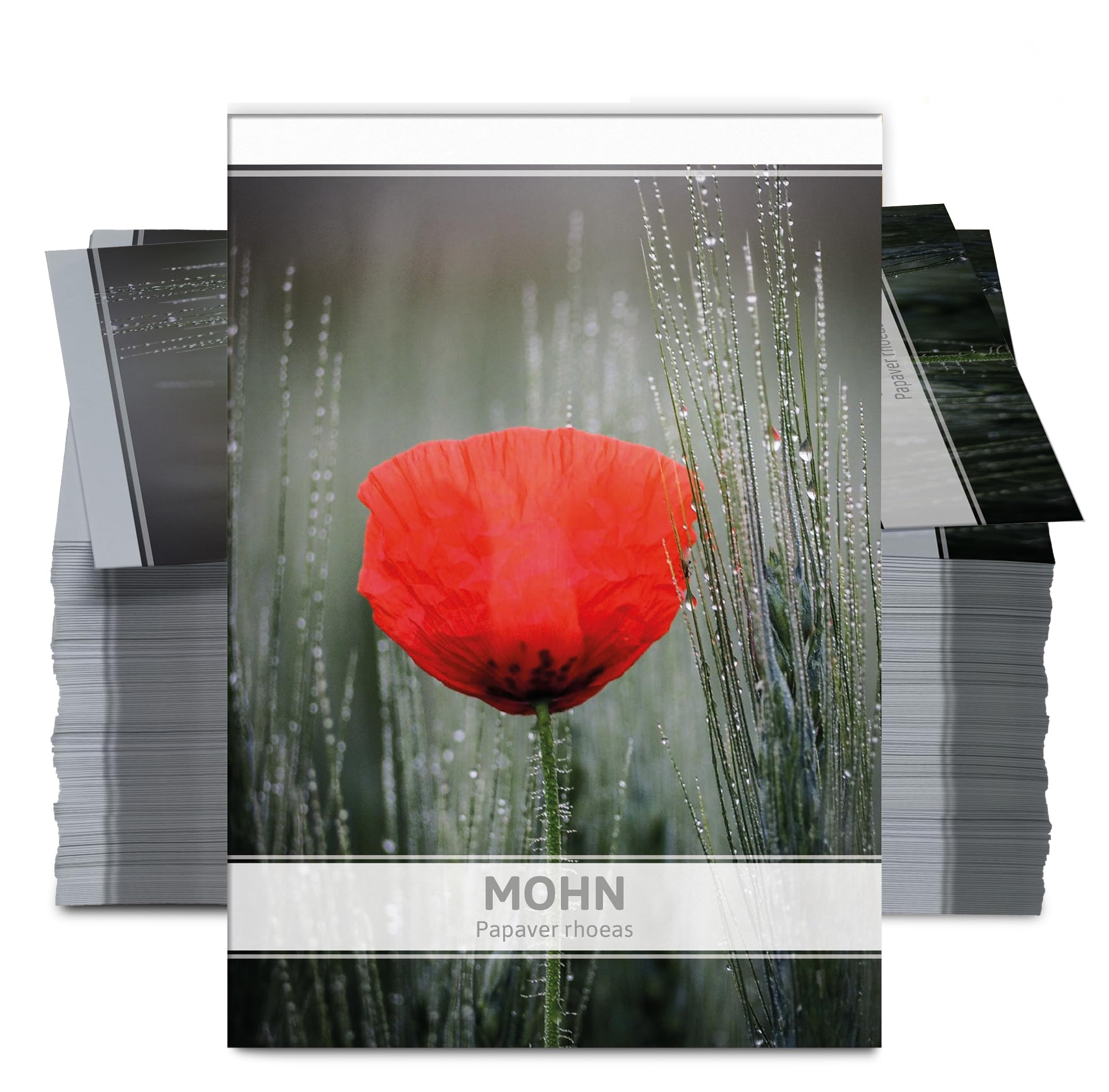 FLORTUS Mohnsamen als Gastgeschenke (100 Stück) | Blumensamen perfekt als Dankeschön Geschenke, Werbegeschenke & Trauerkarten Danksagung