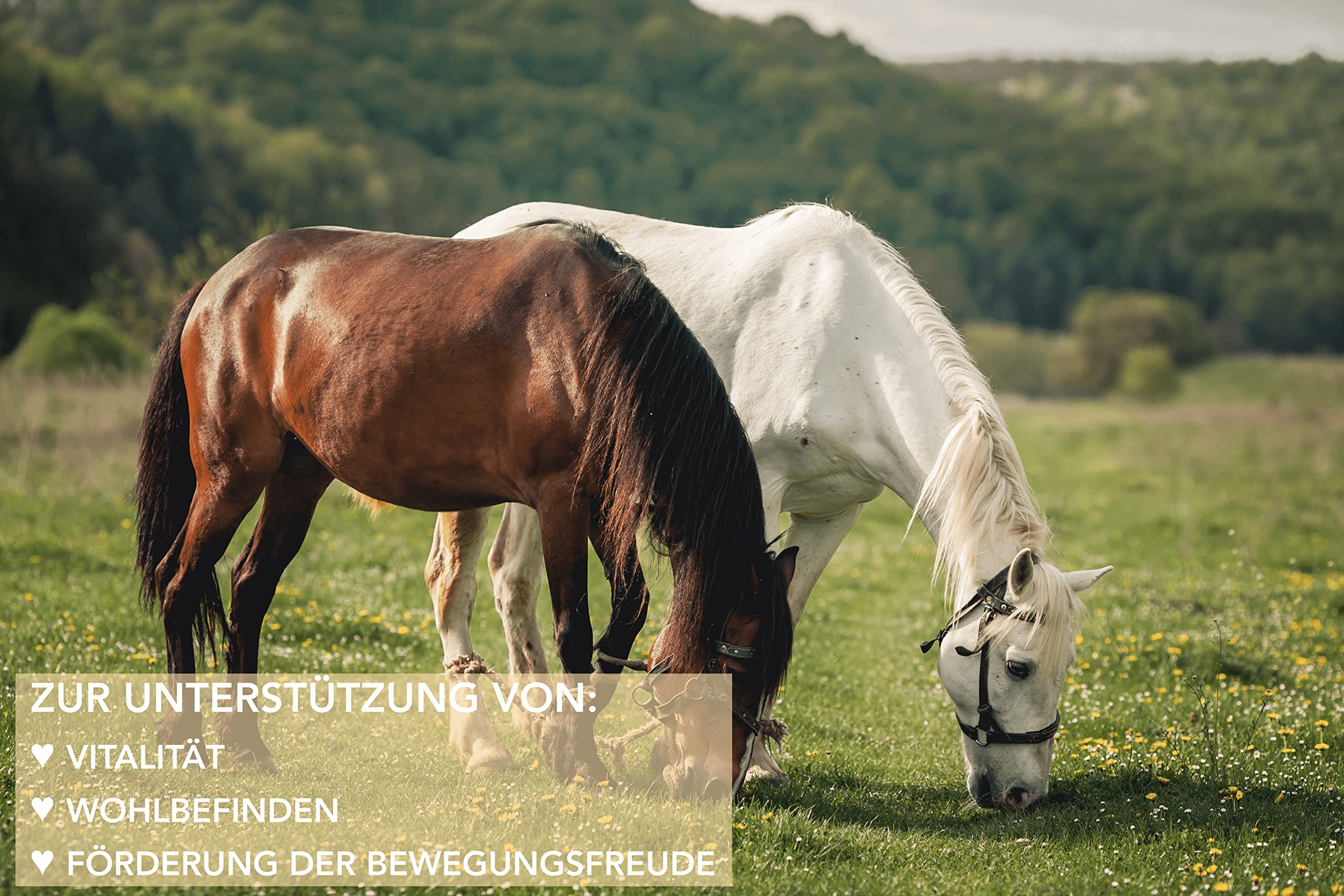 1 kg MSM Pferd Und MSM Hund Hochdosiert - Methylsulfonylmethan (Organischer Schwefel) - Hochdosiert Und Hoher Reinheitsgrad - MSM Pulver 1000g