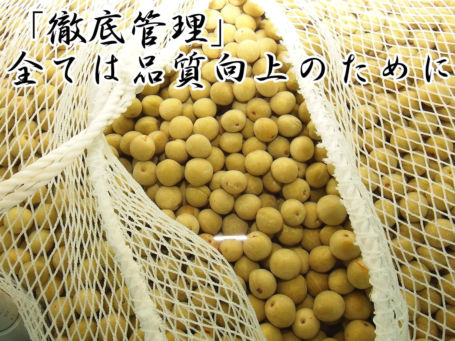 Amazon | 国産 カリカリ梅1kg（赤着色）業務用サイズ 群馬県産 白加賀