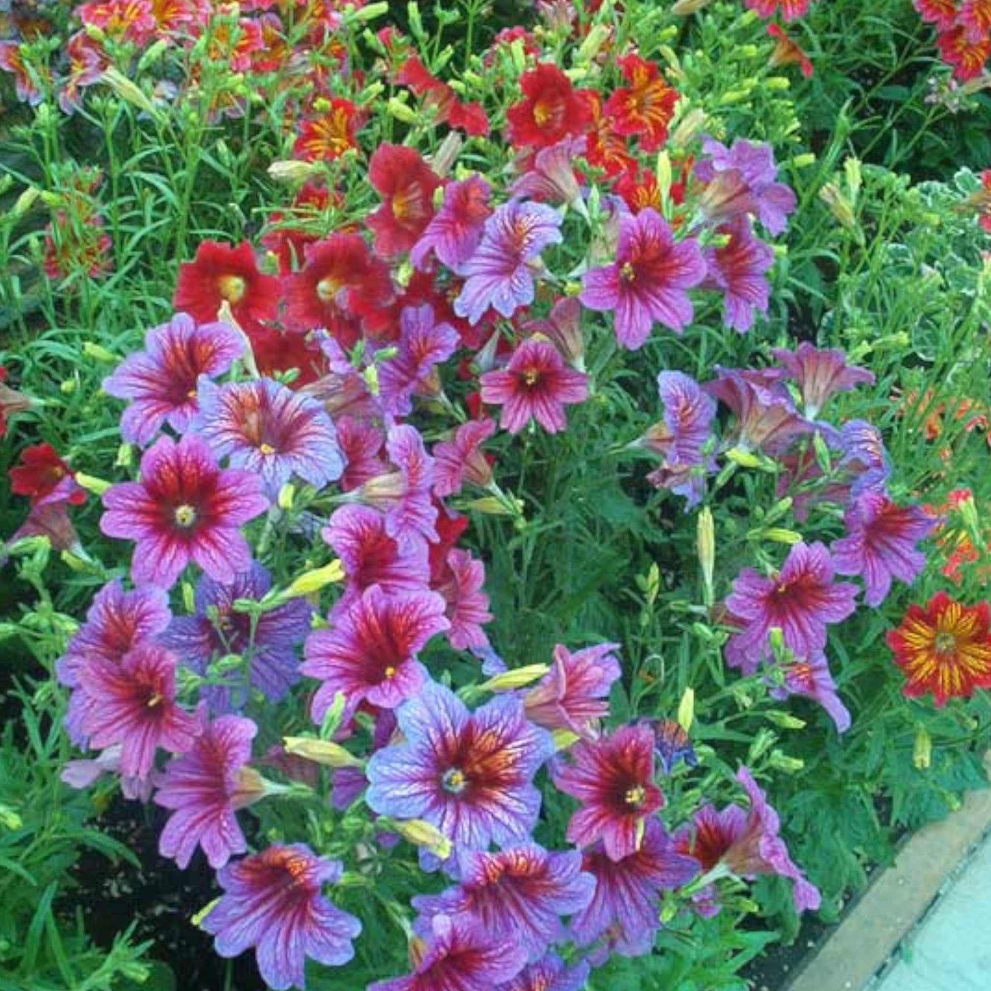 MESay Chilean Morning Glory Seeds - 100 Mixed-Color Seeds for Stunning Garden Flowers