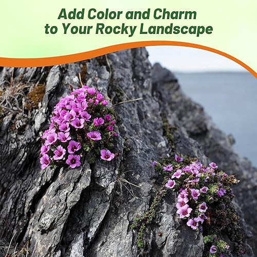 Miniatura 6 de Outsidepride Saxifraga zPurple Robe Perenne de bajo crecimiento - 2000 semillas