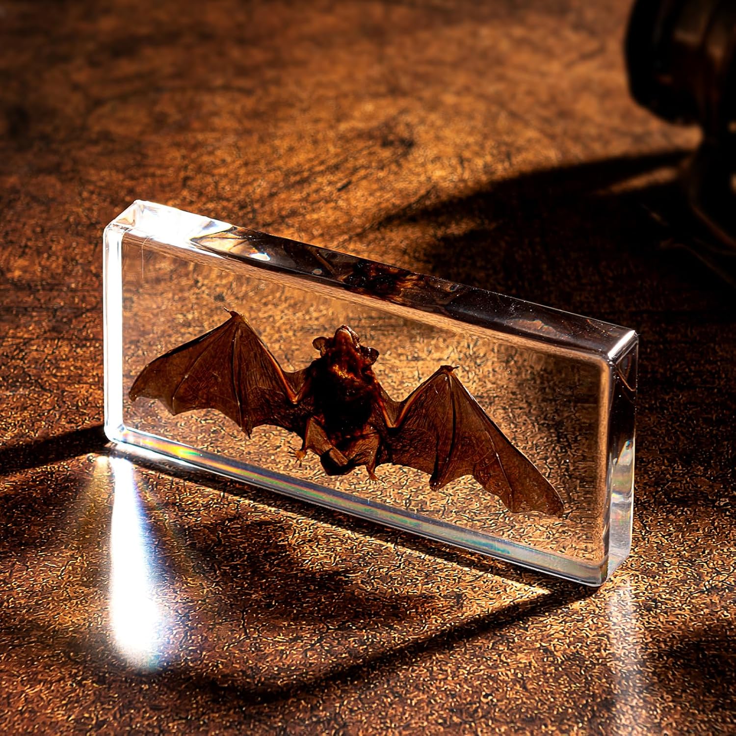Taxidermy Bat - Real Bat Specimen in Resin for Science Classroom and Educational Displays, Real Bat Specimen in Resin (5.5 x 2.5 x 0.7 inch)