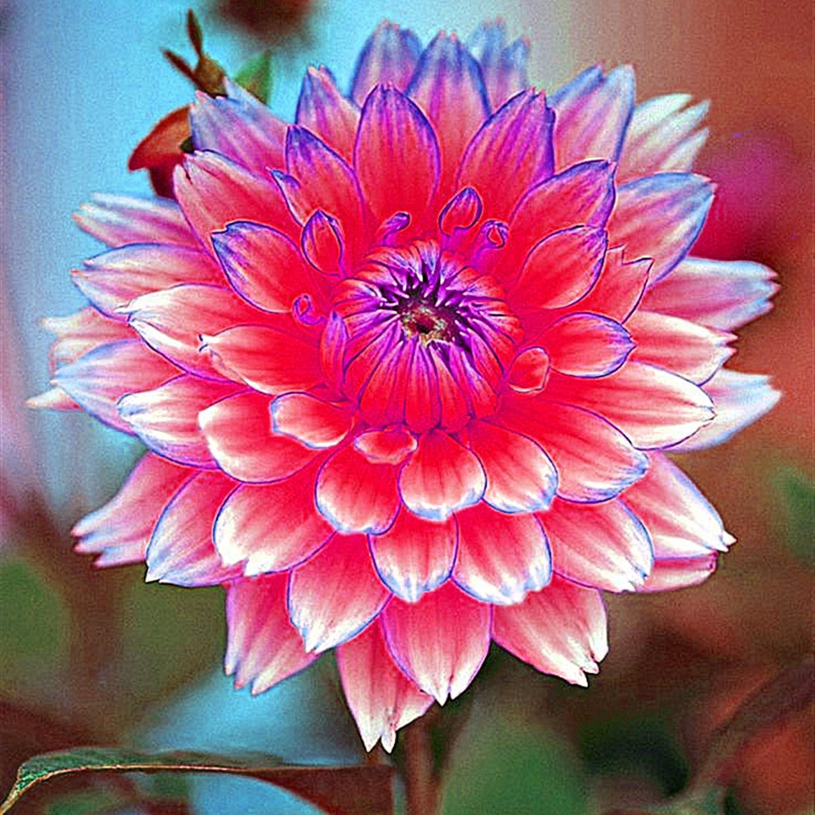 Dahlia Bulbs Mix for Planting Now UK,Hardy Perennial,Strong Plants That Grow Well,Dahlia Tubers Bulk,Flowering Rhizome,Gift Ready,Iridescent,Wedding Flowers,Cut Flowers.-10bulbs-I