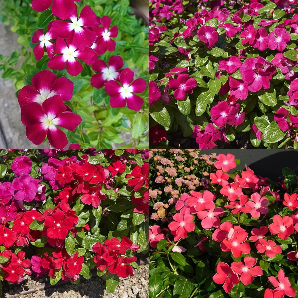 Buy 200+ Vinca Seeds, Red Vinca Flower Seeds Perennial Vinca Mascot