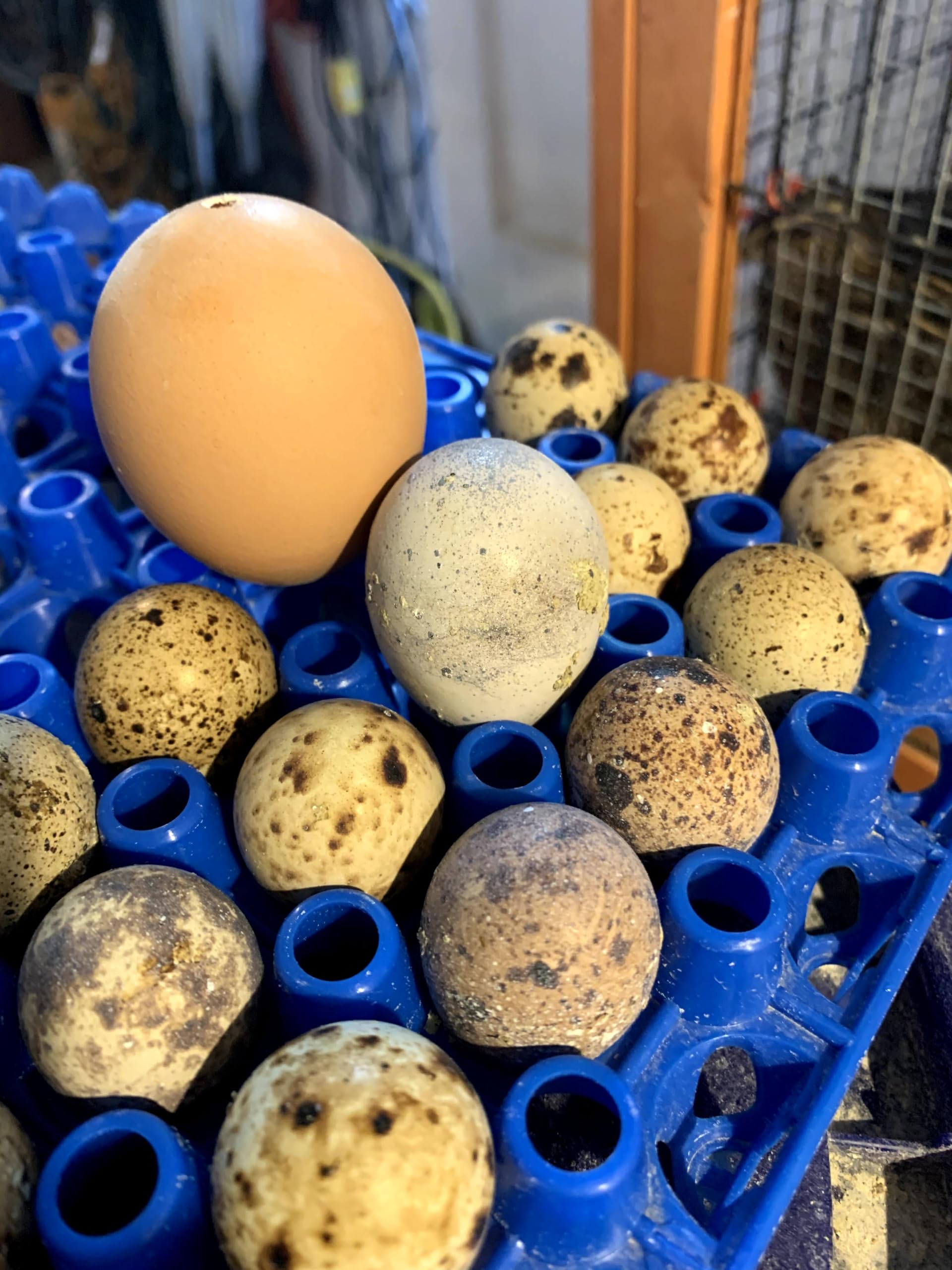 Jumbo Coturnix Quail Eggs Buy Now: Jumbo Egyptian Coturnix Quail