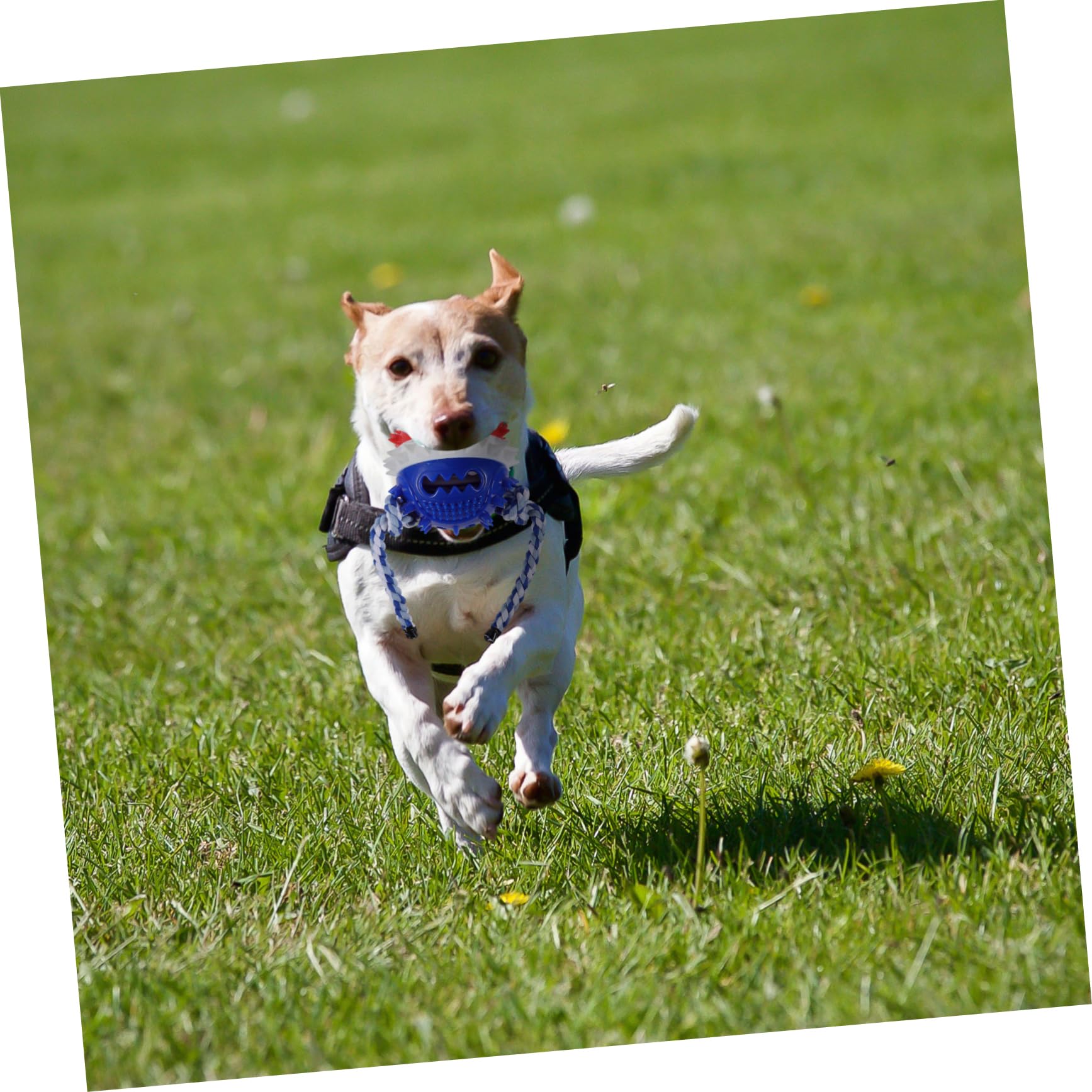 HANABASS 2stücke Pet Treat Toy Für Hunde Bissfestes Kauspielzeug Zur Zahnpflege Und Beschäftigung Interaktives Spielzeug Für Welpen Und Hunde Rot Und Blau Für Drinnen Und Draußen