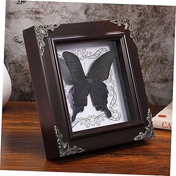 Amazon.co.jp: PRETYZOOM 蝶の標本フォトフレーム 蝶の額縁 蝶の