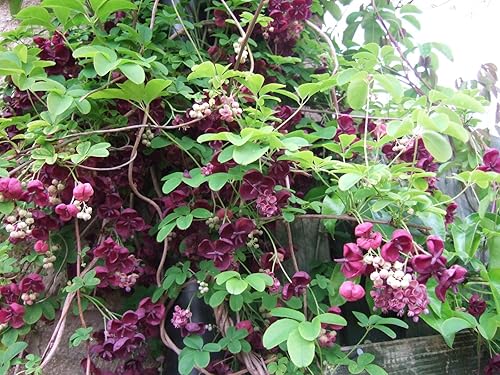 Chocolate Vine Perenne - Comestible - Akebia quinata - Maceta de 2.5"
