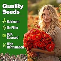 Vista 383 de HOME GROWN Más de 1000 semillas de cilantro para plantar en interiores o exteriores, hierbas tradicionales sin OMG, semillas de plantas de cilantro