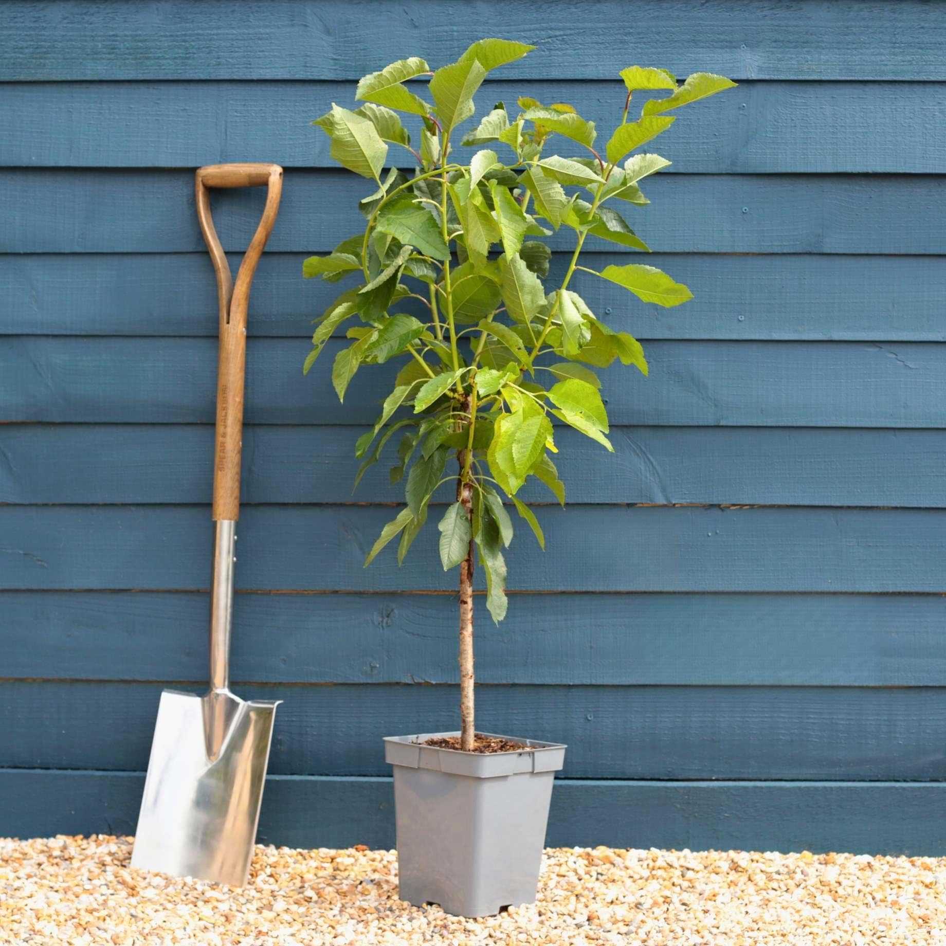 Roots Plants Sunburst Cherry Tree | Self-Fertile Dessert Cherry Fruit Tree for Patios | Heavy Cropping & Sweet Variety | 4.5L Pot | Patio or Garden Ready