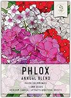 Seed Needs Annual Phlox Seeds for Planting a Colorful Mixture of Flowers - Heirloom & Open Pollinated Wildflowers to Attract Butterflies and Other Pollinators to an Outdoor Garden (1 Pack)