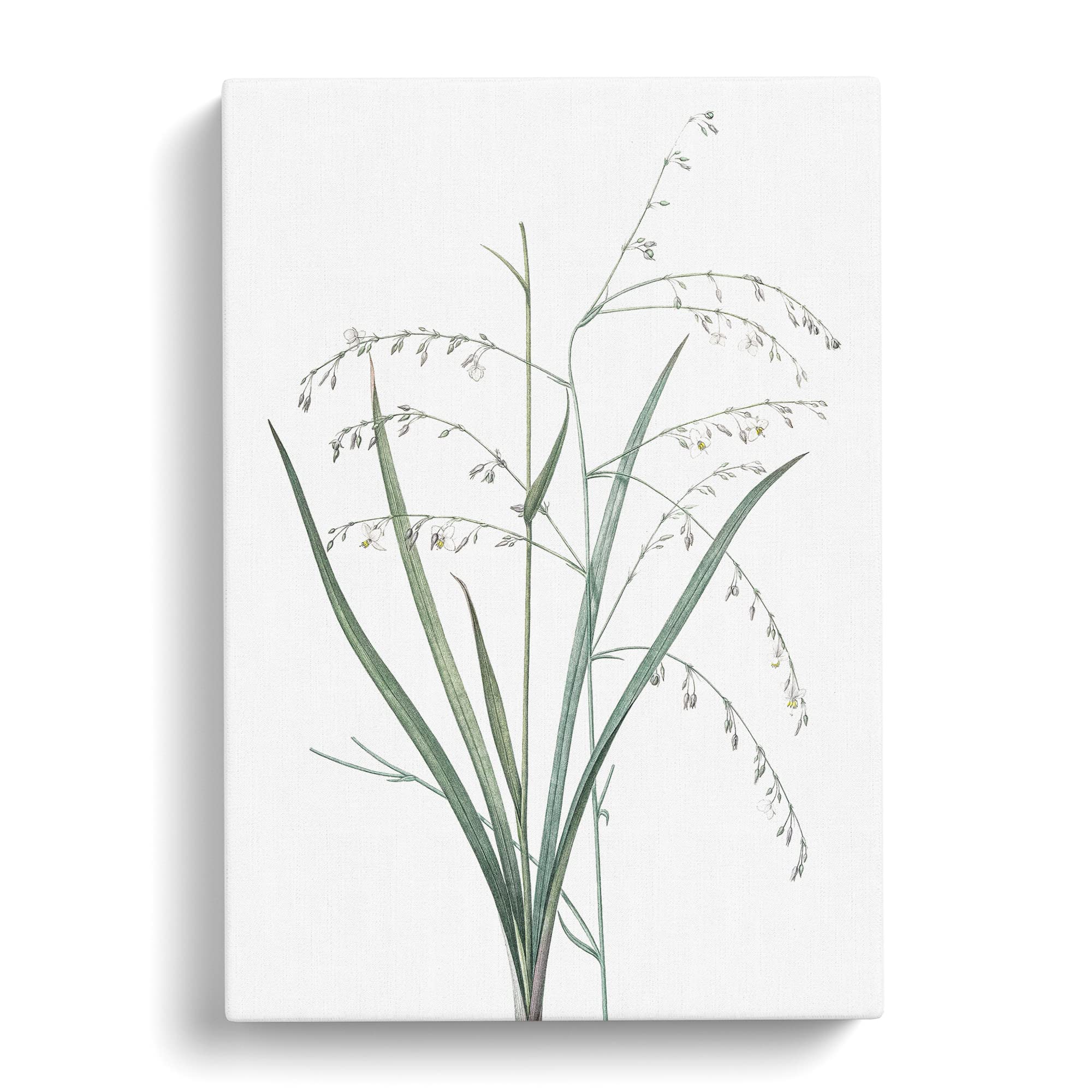 Pale Vanilla Lily Flowers By Pierre Joseph Redoute Canvas Print, Mixed, 25L x 50W cm - Image 2