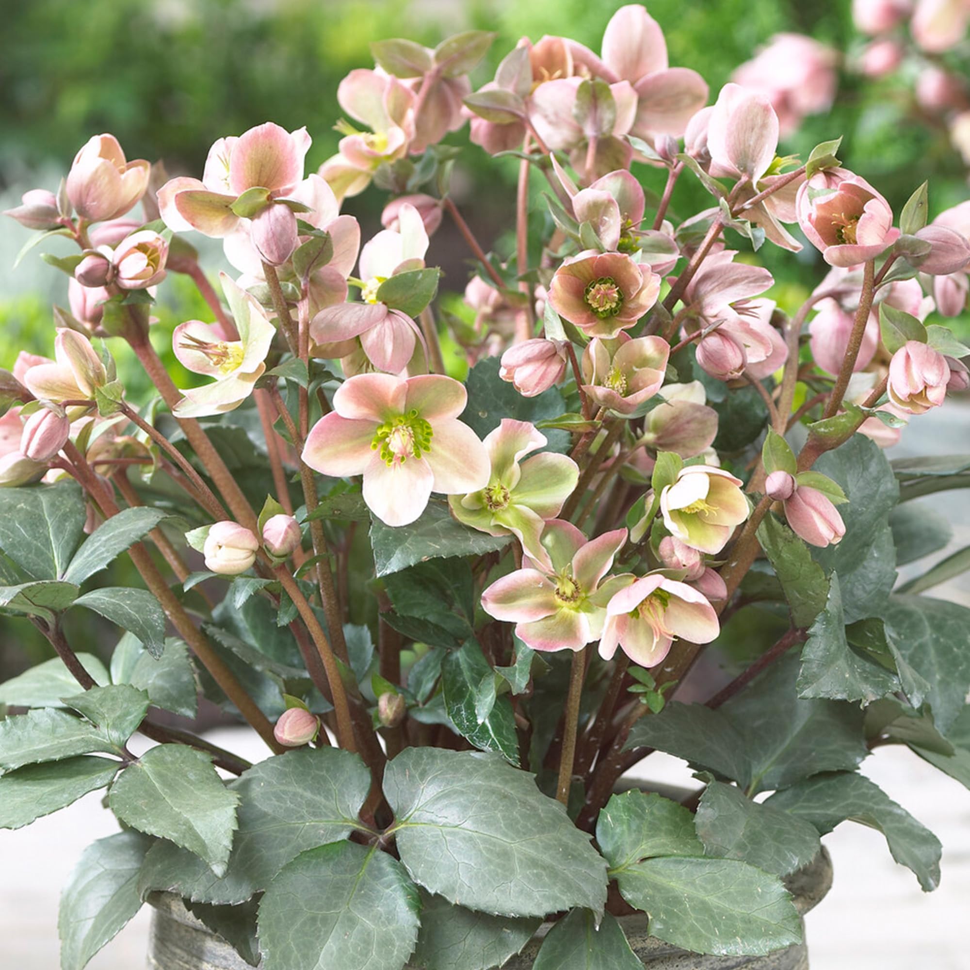 Helleborus Angel Glow - Christmas Rose Plant, Ground Cover Plants Evergreen Hellebores Plants Garden Ready, Outdoor Plants Shade Lovers Hardy Perennial Plants Garden Ready (9cm Pot, 10-20cm)
