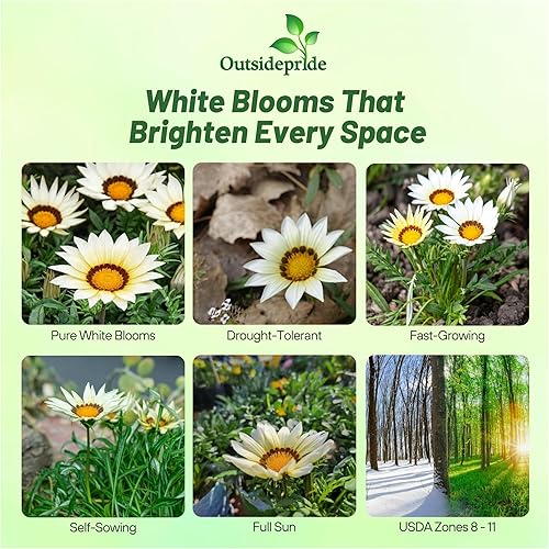 Miniatura 2 de Outsidepride Gazania - Plantas de jardín tolerantes al calor y la sequía 100 semillas