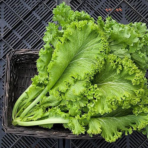 Miniatura 2 de QAUZUY GARDEN 2100 semillas de mostaza china (mostaza de hoja) sabrosas semillas de verduras orgánicas sin OMG para plantar el jardín del hogar de