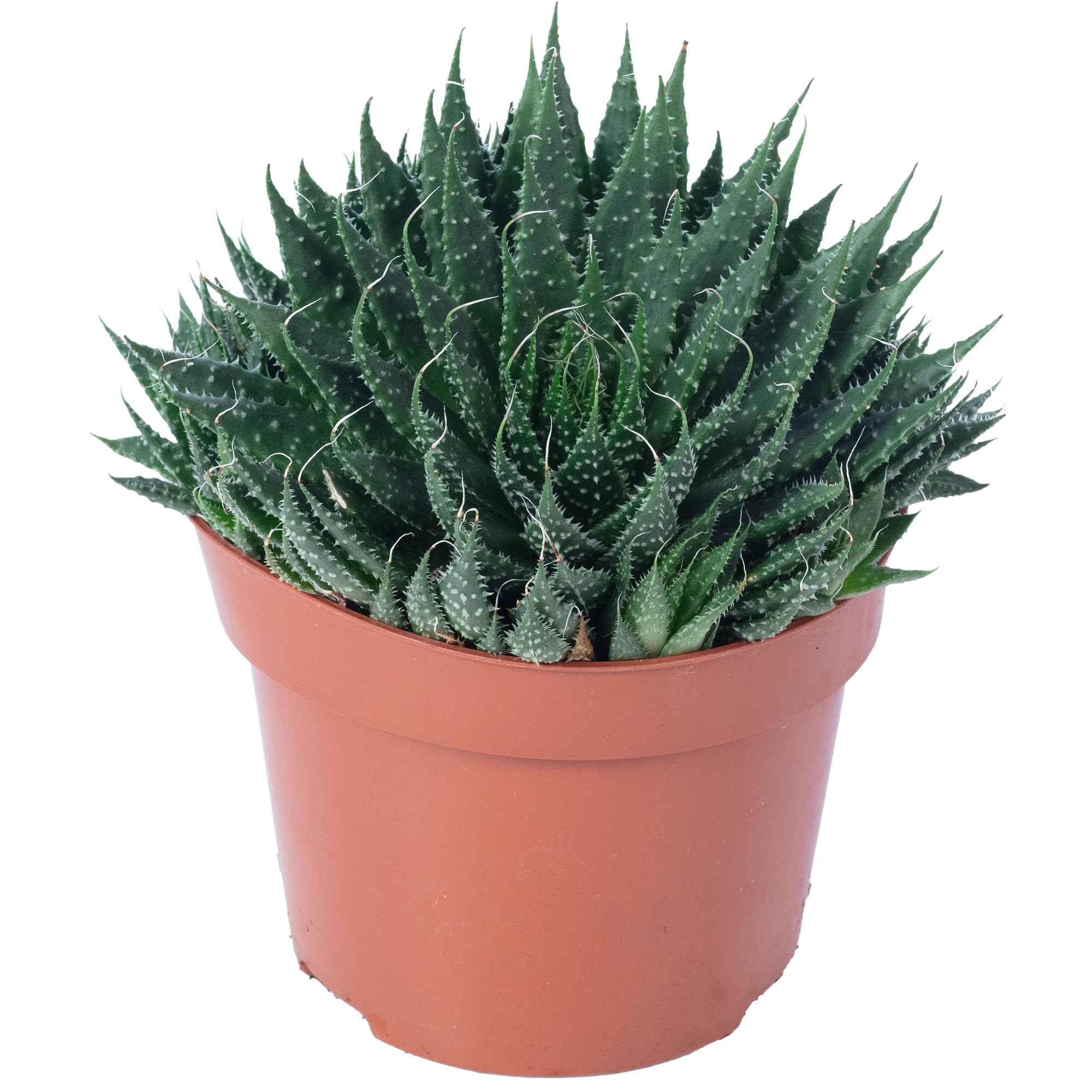 Aloe - pflegeleichte Zimmerpflanze, Aloe aristata 'magic rocks' - Hhe ca.  20 cm, Topf- 12 cm : Amazon.de: Garten
