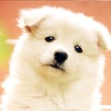 Cute Puppy Wallpaper