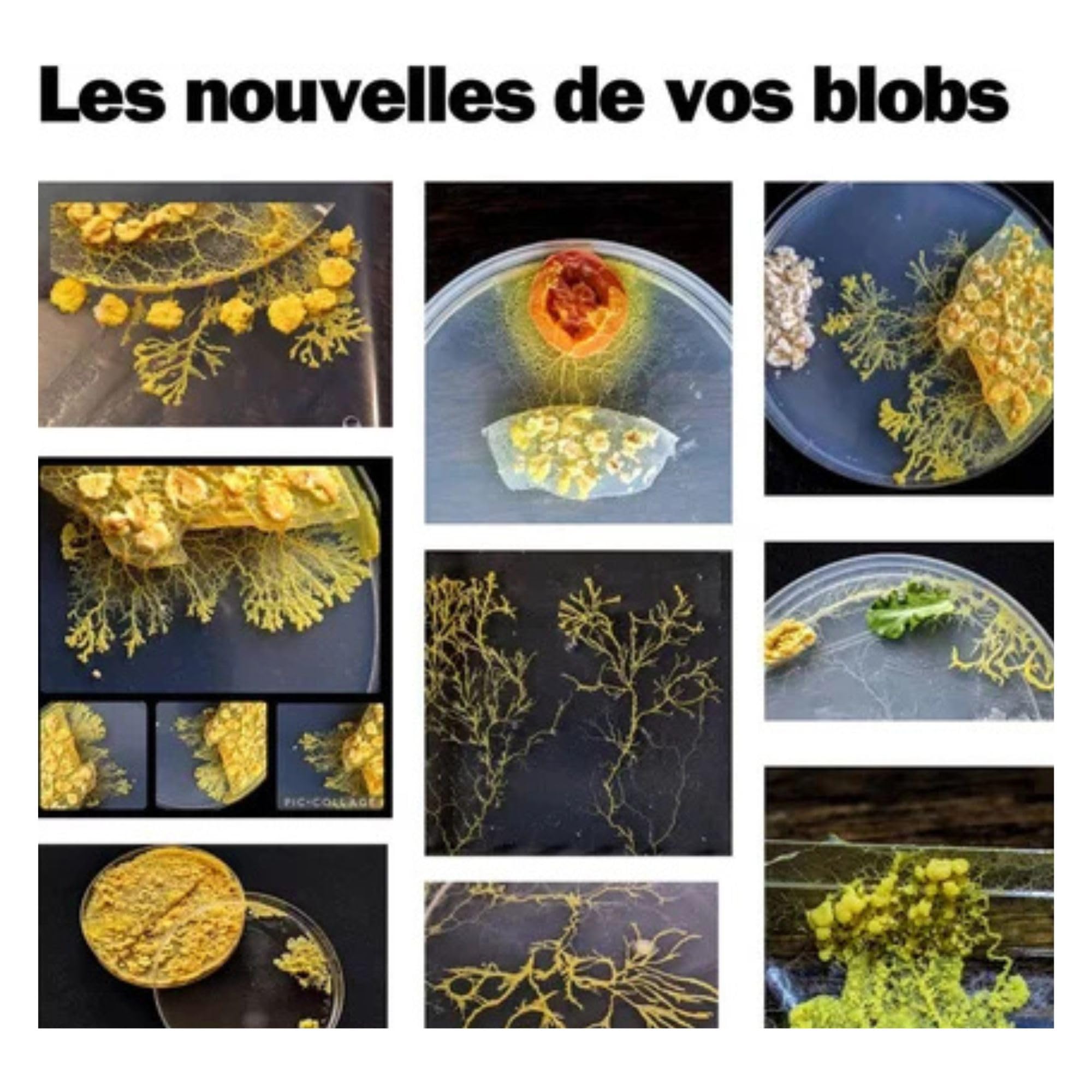 Kit d'élevage de Blob - Kit de Culture Blob - Expériences Scientifiques Enfants - Cadeau Fille Garçon