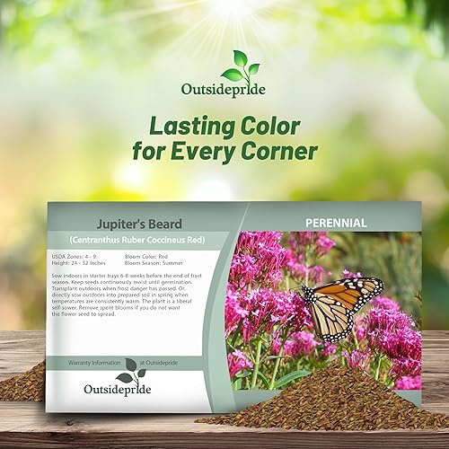 Miniatura 4 de Outsidepride Red Jupiter's Beard - Semillas de valeriana para plantar, 1000 piezas de semillas de flores perennes autosembradas y tolerantes a la
