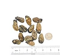 Vista 1 de Ostras secas 100% mariscos secos naturales Hao Shi Hai Li (S 10 libras)