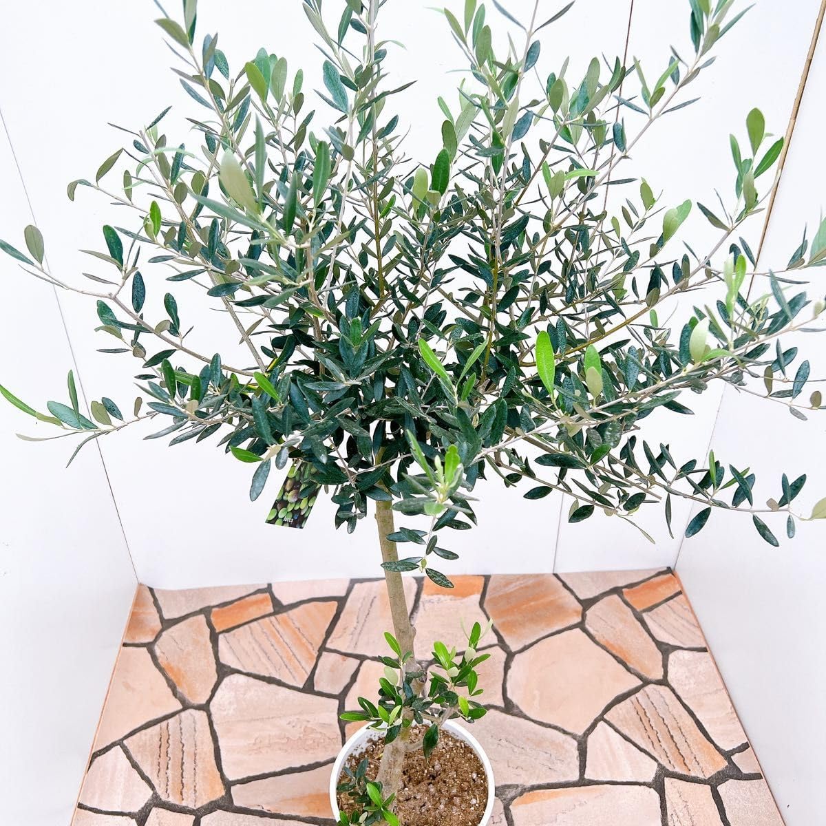 オリーブの木 創樹Souju オリーミー 創樹 オリーブ オリーミー 接木