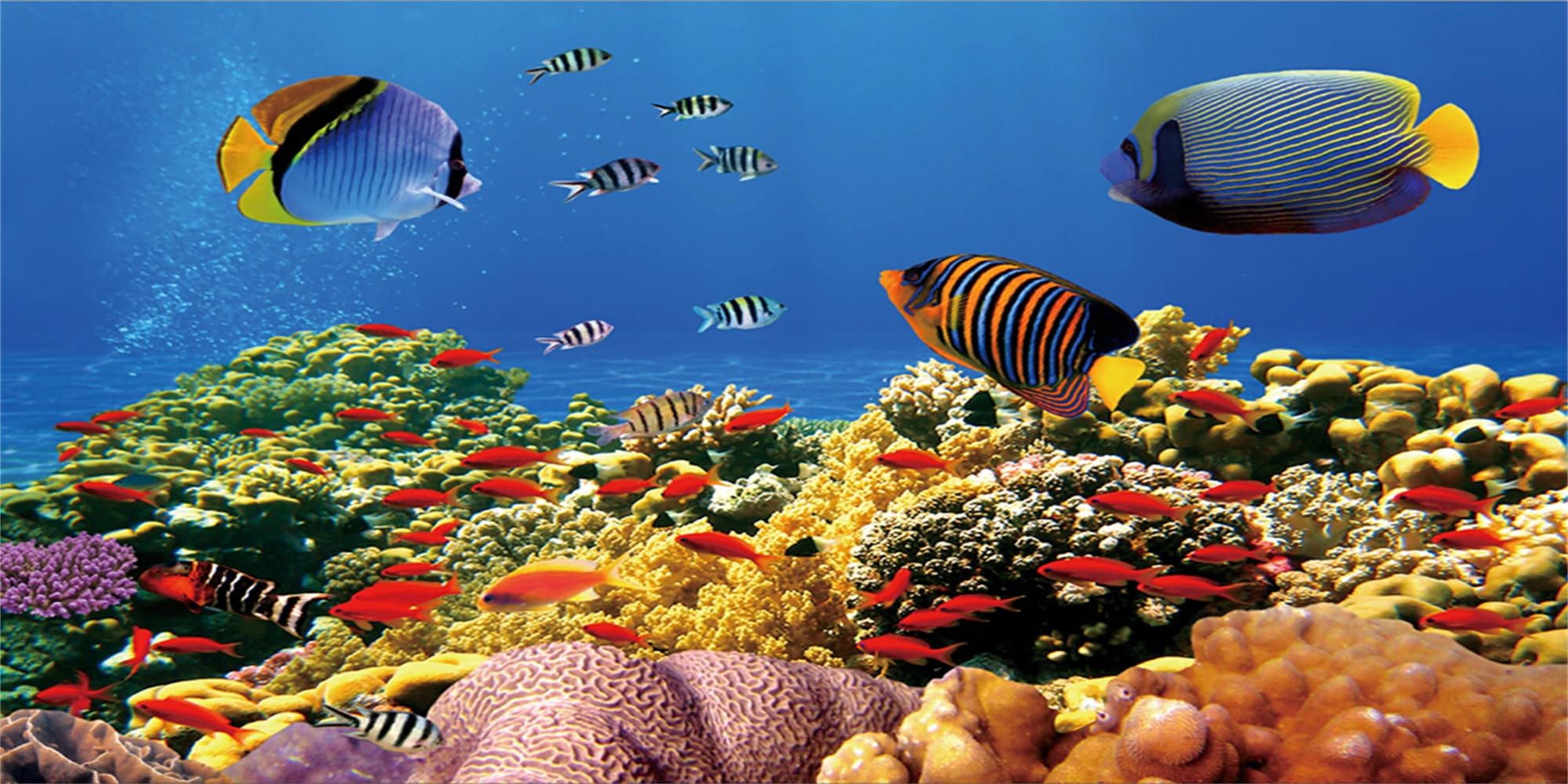 MIRRORANG 120x50cm Undersea Theme Aquarium Background Ocean Colorful Coral Tropical Fish Underwater World Fish Tank Background Durable Vinyl Background โ image 1