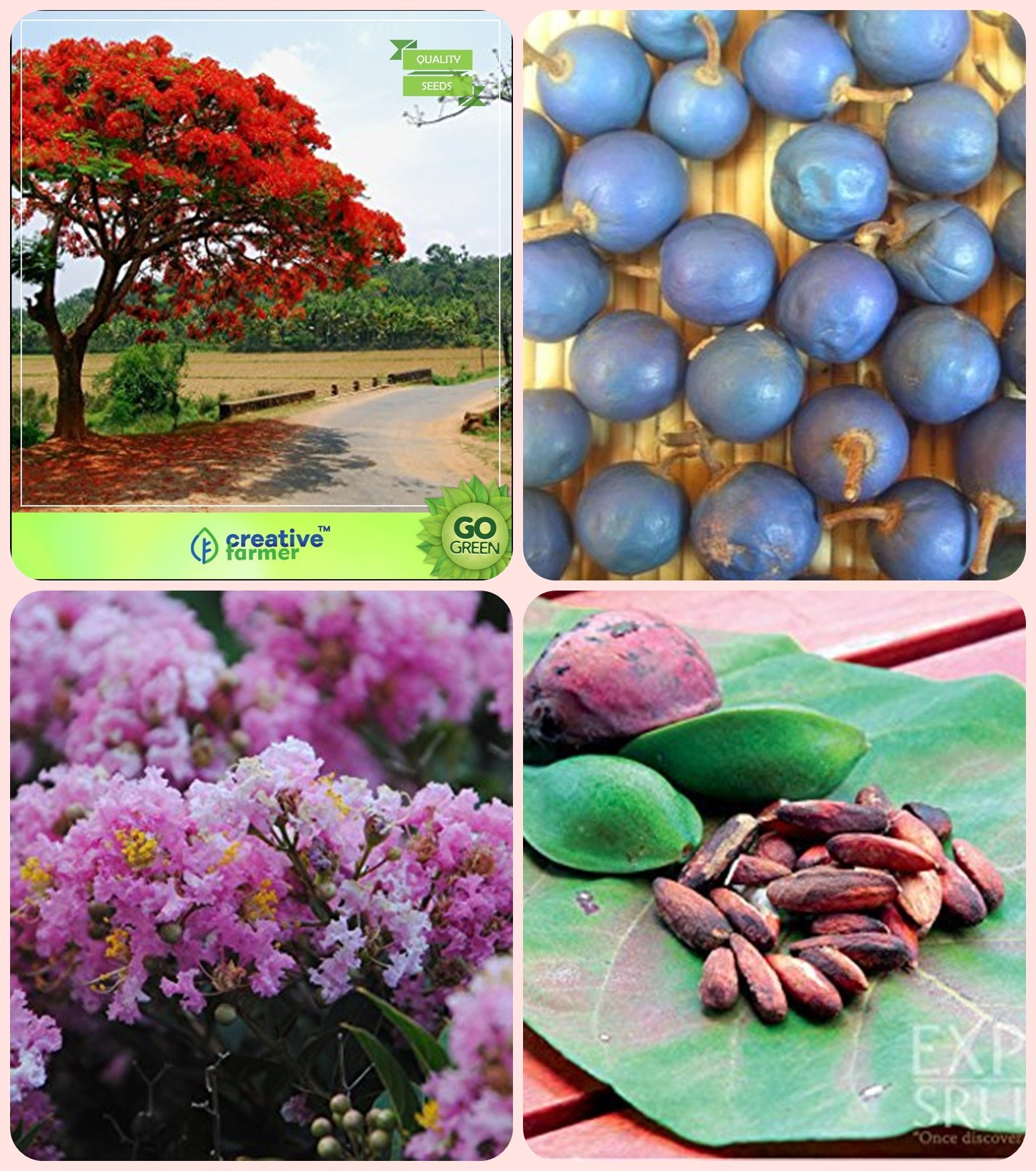 Creative Farmer Tree Seeds Plant Gulmohar,Elaeocarpus Ganitrus,Queen Crape Myrtle,Indian Badam Combo For Home Garden Flowering Tree & Sacred Tree & Flower Tree & Fruit Seeds Seeds (B078V5FZ6H) Amazon Price History, Amazon Price Tracker
