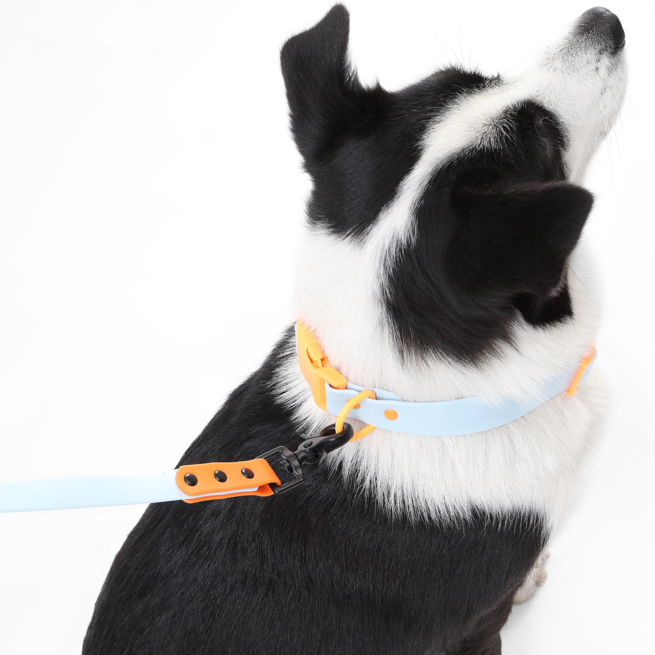 Luna WLK1006D-5SET Laisse et collier mains libres réglables 6 en 1 avec lampe de poche LED, distributeur de sacs et support pour sac à déjections canines, bol à poissons Taille L 2,4