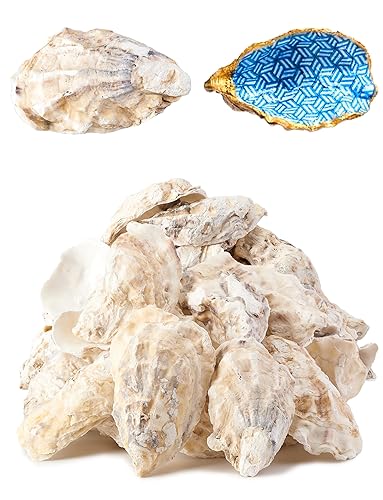 10Pcs Oyster Shells for Crafts， 3"-4" Large Oyster Shell for