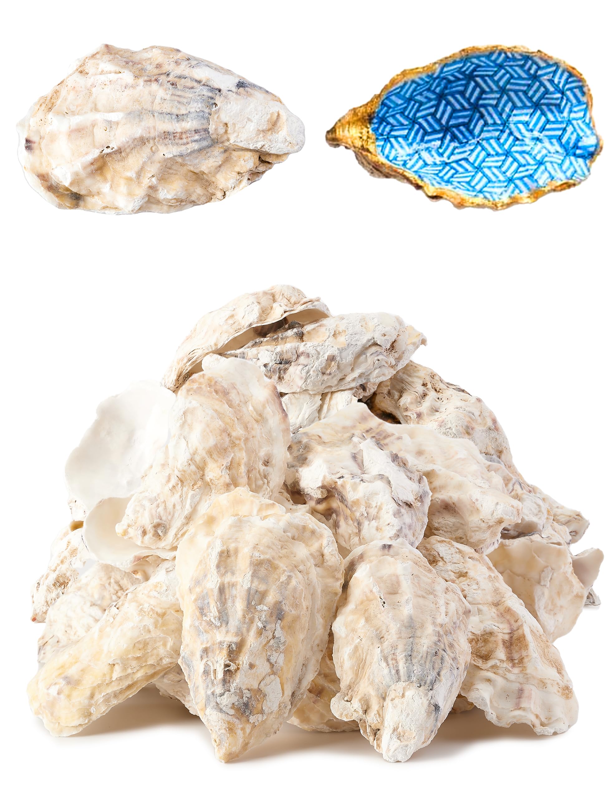 Letravagance 20Pcs Oyster Shells for Crafts? 3