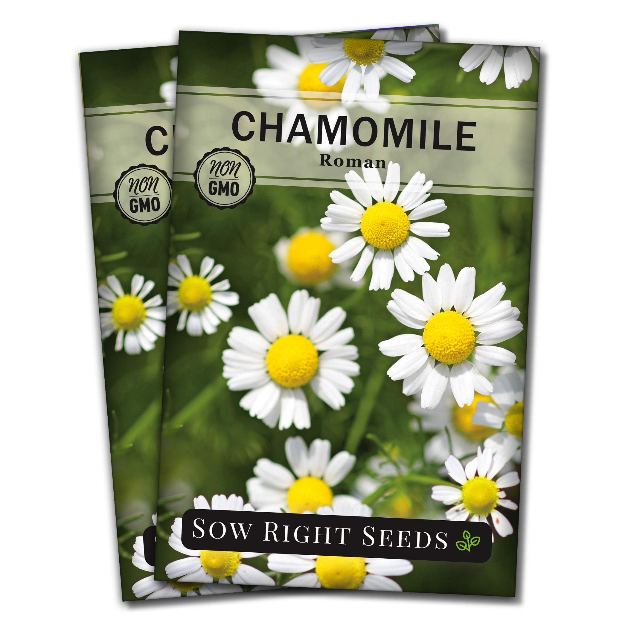 Sow Right Seeds - Roman Chamomile Seeds for Planting - Non-GMO Heirloom Packet with Instructions to Grow an Herbal Tea Garden - Indoors or Outdoor - Low Growing with Small Daisy-Like Blooms (2)