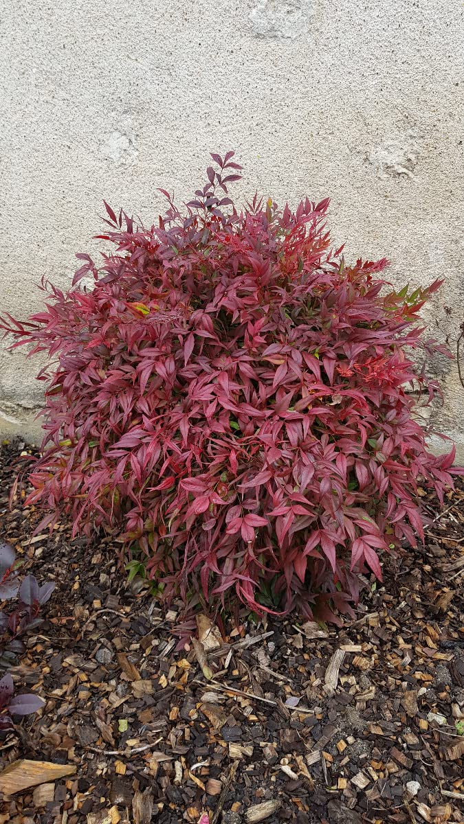 Nandina domestica OBSESSED® 'Seika' / Bambou sacré compact/Conteneur de 3 à 4 litres